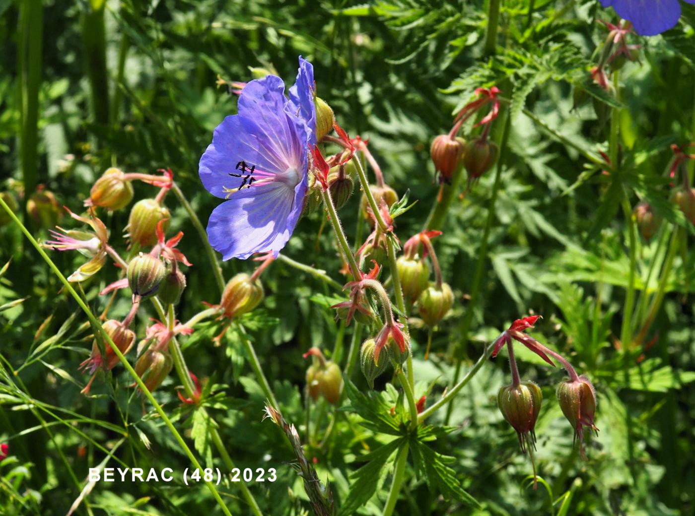 Cransebill, Meadow plant